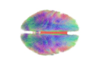 Peut-on télécharger nos cerveaux ? 